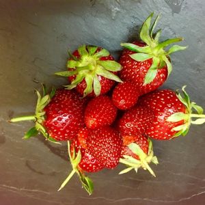 Fraises de Romy at Eat Me by L'Inattendu-e in 