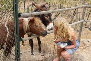 Also part of the "attractions" around the Restaurant Quay: A donkey and a ckeeky pony. at Restaurant Quay in Mallorca