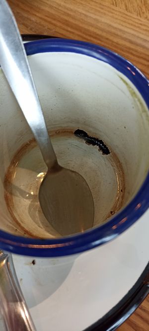  at Wild & The Moon - Wild Lab Gravilliers in Paris