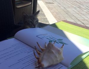 Cat eye  at Sea Vibe in Santorini