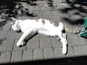 Freundliche Katze auf der Terrasse des Hokuspokus at Hokuspokus in Innsbruck