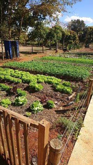vegetable garden in front of the restaurant at Villa Vegana in Brasilia