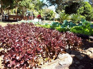 Horta orgânica at Villa Vegana in Brasilia