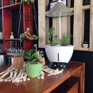 Hydroponic herb garden at Olivia's in Escazu