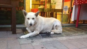 Bershka! She is a goddess.  at Fresco Bio Cafe in Katerini