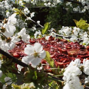More fairy fruitcake ~  at Elfengaststube in Viezen