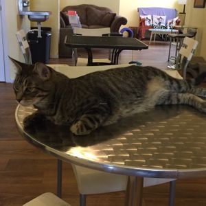 one of the rescue cats in a separate room that you can play with while you eat or have food prepared.   at Cats and Cookies in Albuquerque