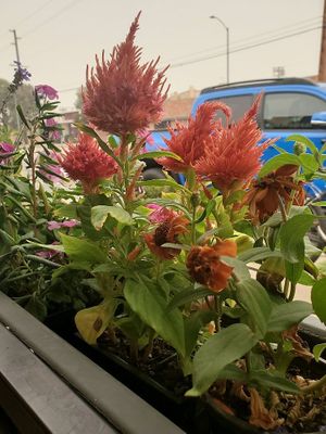patio at Gokoku Vegetarian Ramen Shop in Studio City