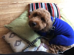 Chester loved Crazy Bean Cafe at Crazy Bean Cafe in Great Bookham