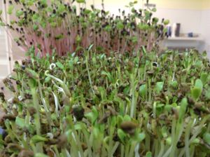 Sprout forest at Longevity Foods in Duvall