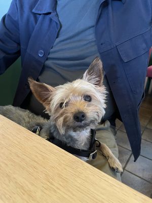 Dog friendly 🤗🤗🤗🤗  at Plant by Kat's Kitchen in Keswick