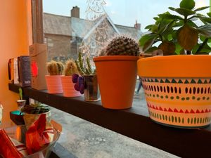Eclectic cactus intensive window display at Plant by Kat's Kitchen in Keswick