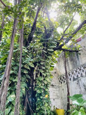 Outside area  at Sirena Morena in Cancun