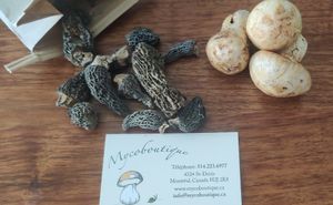  at Mycoboutique in Montreal