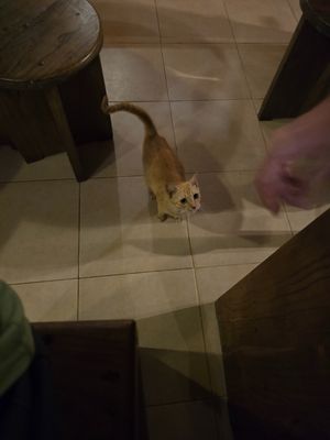 stray cat visited us during 2 of our 3 visits at Happy Banana in 