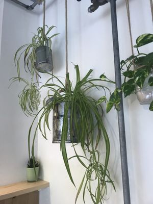 Green interior decoration  at Gartnerei - Seefeldstrasse in Zurich