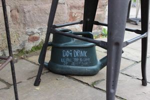 Drinks for dogs :) at Pilgrims Coffee House in Lindisfarne