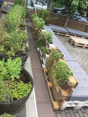 Our herbs in the garden at Wildeküche in Berlin