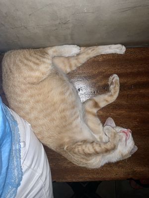 Their cat :)) 1. at Vibe Cafe in Siem Reap