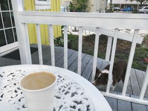 lavendar latte and one precious pup at Bunkhouse Coffee Bar in Jensen Beach
