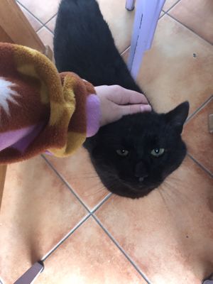 Friendly cat😄 at Picerija Hitri in Medvode