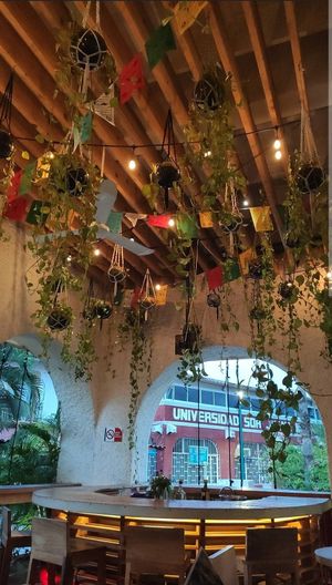 Bar at La Raiz de la Tierra in Ixtapa