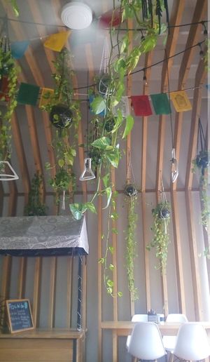 :) at La Raiz de la Tierra in Ixtapa