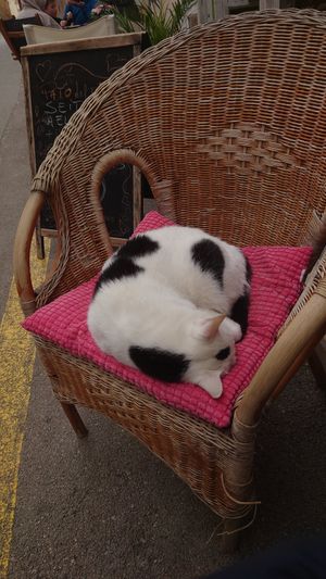 Ein steter Gast, der das Ambiente mit euch genießt. at Verdeteja in Mallorca