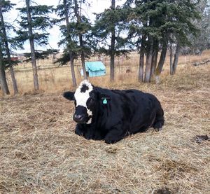 This is why we dont eat our friends at Hippy Chicks Collective in Airdrie