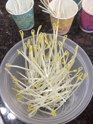 Grabbed some pea shoots grown in the dark at Rosa Farms in Hanover