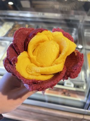   at Amorino in Verona