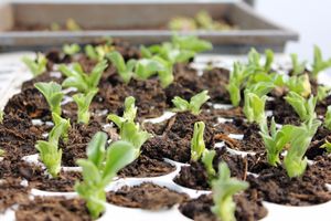 Crops growing  at De Basis in Enschede