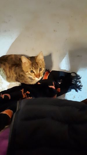 Gulu !!! at Yummy Yoga Cafe in Udaipur