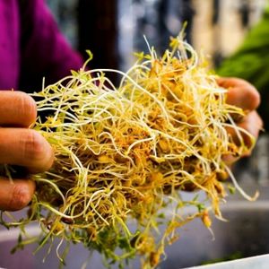 nuestras ensaladas con brotes dlenyee at Hostal Joshua in Copacabana