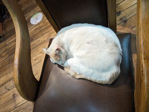 Sweet gatito at El Maple in Quito