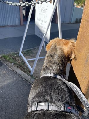 Doggo reading the Sweet Meadow sign  at The Sweet Meadow in Echuca