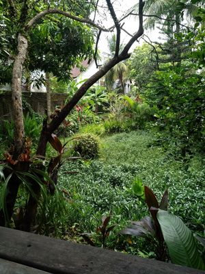 View from the back of the cafe. Cool fresh air in contrast to the front (noisy motorbikes and fumes) at Veggie Karma in Ubud