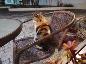 Gatinho at Arvore do Mundo in Porto