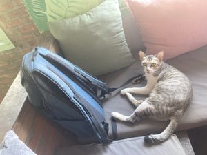   at The Banyan Tree in 