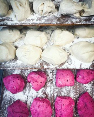 Bagel dough on the rise at Bury Me Standing  in Hobart