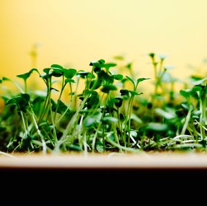 Cress growing in the shop at EcO Bar in Tel Aviv