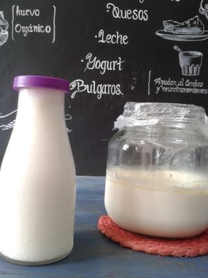 Bulgaros, fresh, homemade yogurt  at Cafe Del Professor Pitagoras in Merida