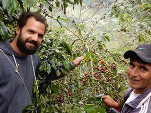 Ori inspecting our Peruvian coffee beans. at The Missing Bean in Oxford