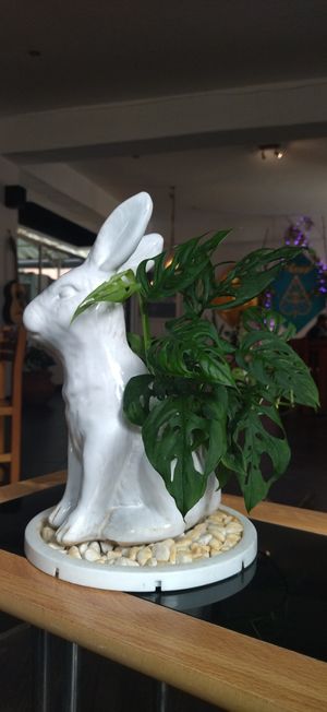 Conejito)) at Paraíso Vegano in Mexico City