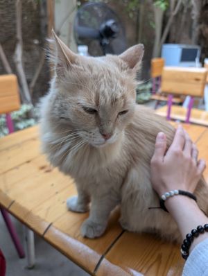 cafe kitty 2 at Osana Wholefood Restaurant in Cairo