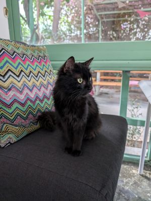 cafe kitty at Osana Wholefood Restaurant in Cairo