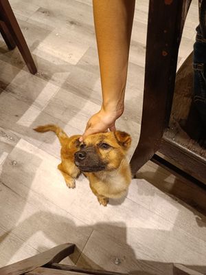 Cute dog at Zen in Ho Chi Minh City
