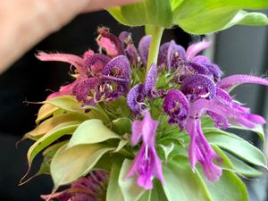 flowers on table at denn's Biomarkt in Chemnitz