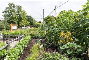Farm from restaurant at Public Greens - 64th St in Indianapolis