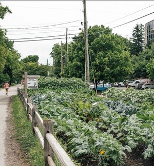 Farm from restaurant at Public Greens - 64th St in Indianapolis